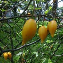 images/productimages/small/tabernanthe iboga seeds.jpg